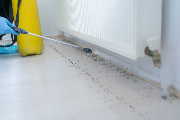 Reliable Town Line, NY Pest Control Solutions